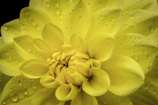 Yellow Dahlia Picture Board by Don Nealon