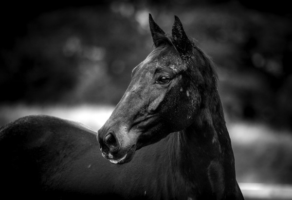 Majestic Equine Beauty Picture Board by Don Nealon