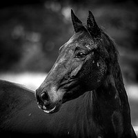 Buy canvas prints of Majestic Equine Beauty by Don Nealon
