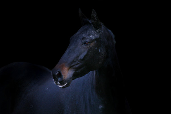 Majestic Black Stallion Picture Board by Don Nealon