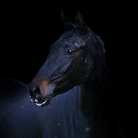 Buy canvas prints of Majestic Black Stallion by Don Nealon