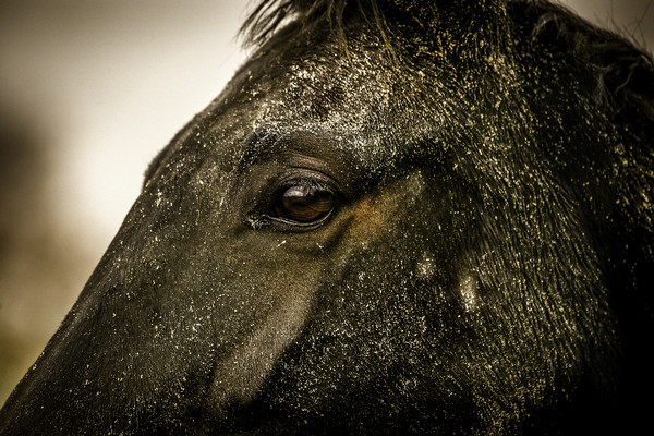 Captivating Gaze of Equine Majesty Picture Board by Don Nealon