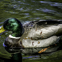 Buy canvas prints of Majestic Mallard by Don Nealon