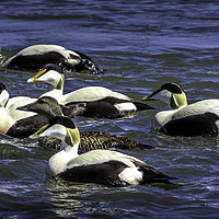 Buy canvas prints of Guardian of the Eider Duck by Don Nealon
