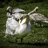 Buy canvas prints of Majestic Swans Preening by Don Nealon