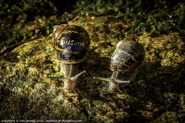 Two garden snails Picture Board by Don Nealon