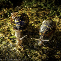 Buy canvas prints of Two garden snails by Don Nealon