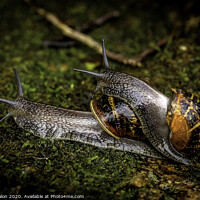 Buy canvas prints of Garden snail hitching a ride by Don Nealon