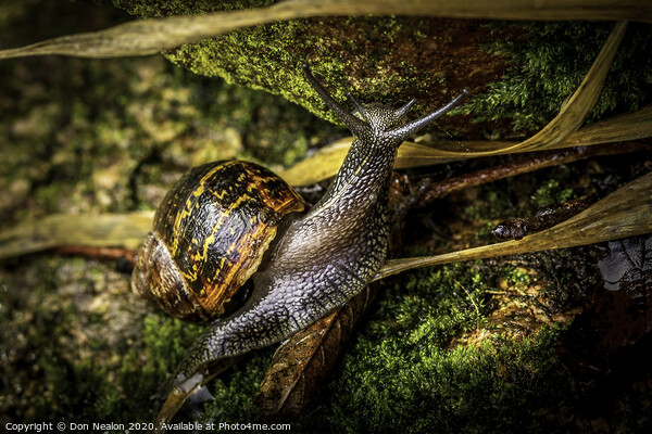 The Mighty Snail Climbs High Picture Board by Don Nealon