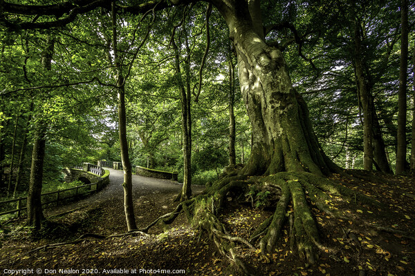 Majestic Leaning Tree in Aden Country Park Picture Board by Don Nealon