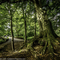 Buy canvas prints of Majestic Leaning Tree in Aden Country Park by Don Nealon