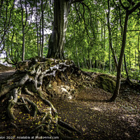 Buy canvas prints of Majestic Tree Roots by Don Nealon