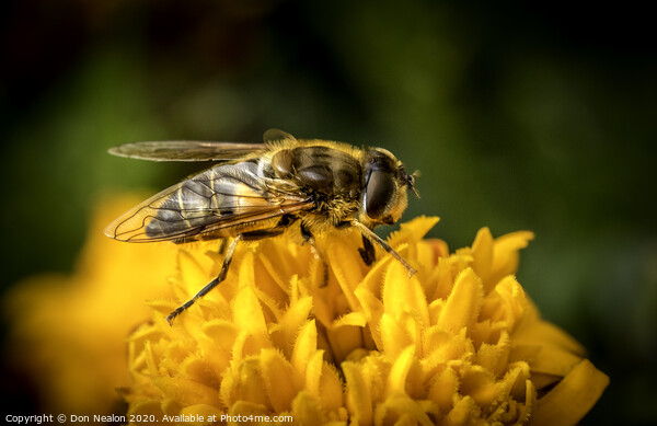 Pollinating Hoverfly Picture Board by Don Nealon