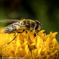 Buy canvas prints of Pollinating Hoverfly by Don Nealon