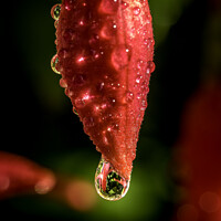 Buy canvas prints of The Beguiling Fuchsia Bud by Don Nealon