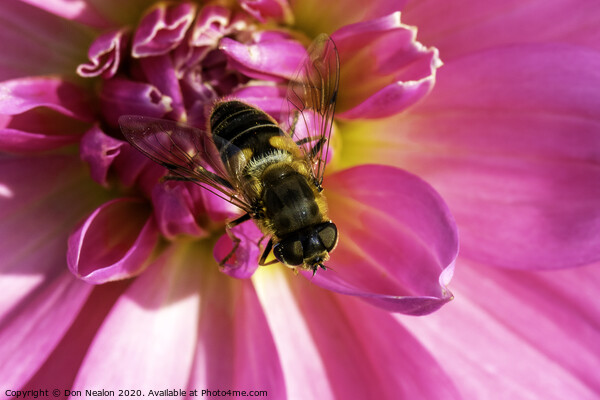 Vibrant Pink Dahlia and Hoverfly Picture Board by Don Nealon