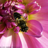 Buy canvas prints of Vibrant Pink Dahlia and Hoverfly by Don Nealon