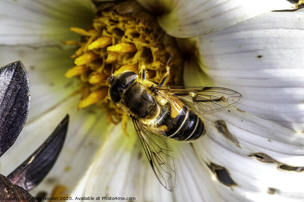 Delicate Pollinator in Action Picture Board by Don Nealon