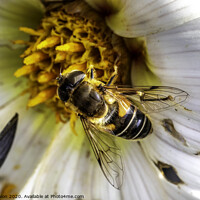 Buy canvas prints of Delicate Pollinator in Action by Don Nealon