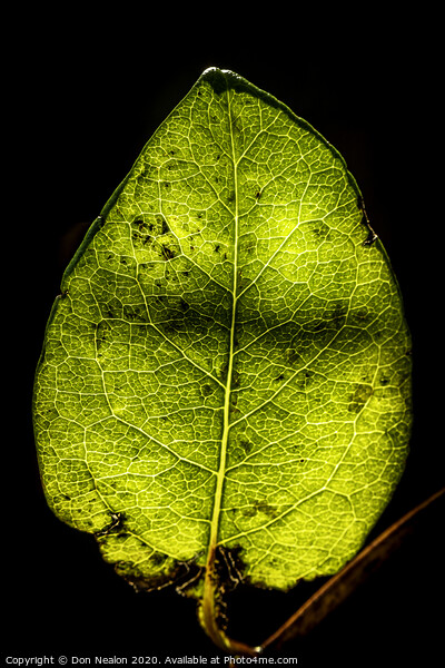 Glowing Honeysuckle Leaf Picture Board by Don Nealon