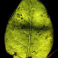 Buy canvas prints of Glowing Honeysuckle Leaf by Don Nealon