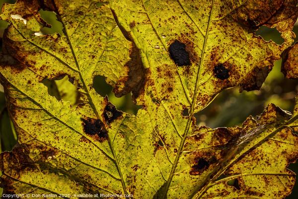 Autumns fiery leaf Picture Board by Don Nealon