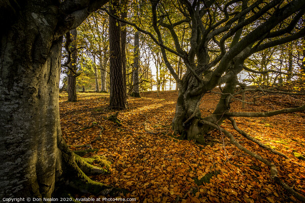 Enchanted Path Through a Colourful Autumn Forest Picture Board by Don Nealon