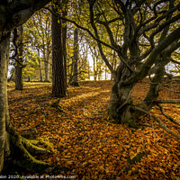Buy canvas prints of Enchanted Path Through a Colourful Autumn Forest by Don Nealon
