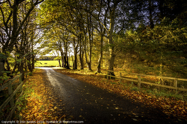 Tree lined road in autumn Picture Board by Don Nealon