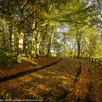 Buy canvas prints of A Pathway of Golden Leaves by Don Nealon