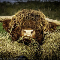 Buy canvas prints of Majestic Highland Bull Grazing by Don Nealon