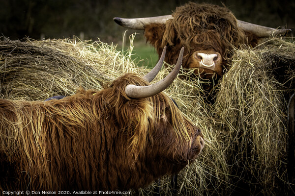 Majestic Highland Cattle Grazing Picture Board by Don Nealon
