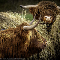 Buy canvas prints of Majestic Highland Cattle Grazing by Don Nealon