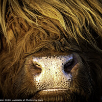 Buy canvas prints of Majestic Highland Cow by Don Nealon