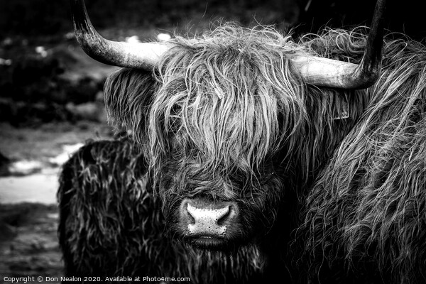 Highland cow Picture Board by Don Nealon