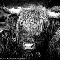 Buy canvas prints of Highland cow by Don Nealon
