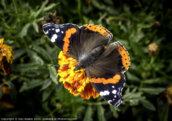 Majestic Red Admiral Butterfly Picture Board by Don Nealon