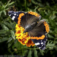 Buy canvas prints of Majestic Red Admiral Butterfly by Don Nealon