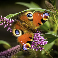 Buy canvas prints of Majestic Peacock Butterfly by Don Nealon