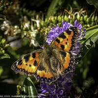 Buy canvas prints of Tortiseshell butterfly by Don Nealon