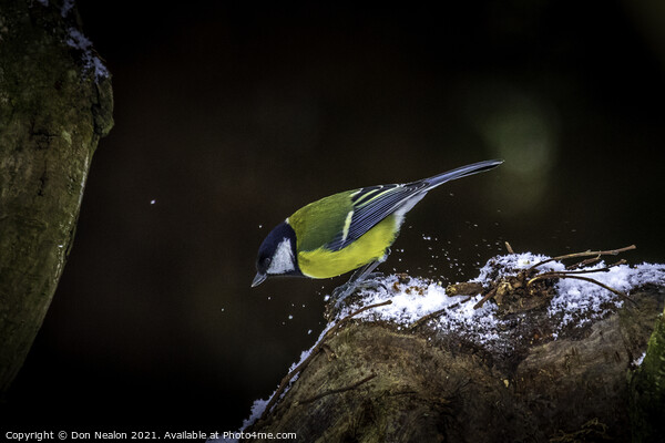 Winters Enchanting Blue Tit Picture Board by Don Nealon