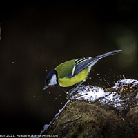 Buy canvas prints of Winters Enchanting Blue Tit by Don Nealon