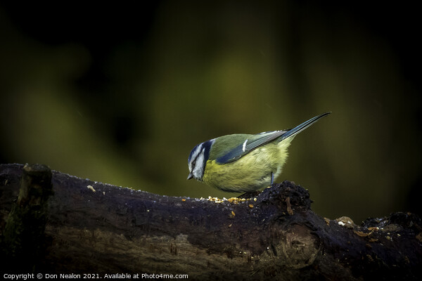 Vibrant Blue Tit Feeding Picture Board by Don Nealon