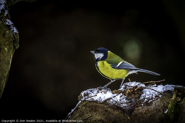 Majestic Great Tit Picture Board by Don Nealon