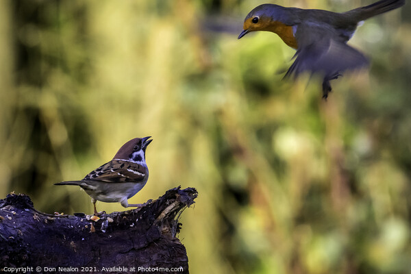 Surprised Sparrow Witnesses Robins Emergency Landi Picture Board by Don Nealon