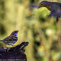 Buy canvas prints of Surprised Sparrow Witnesses Robins Emergency Landi by Don Nealon