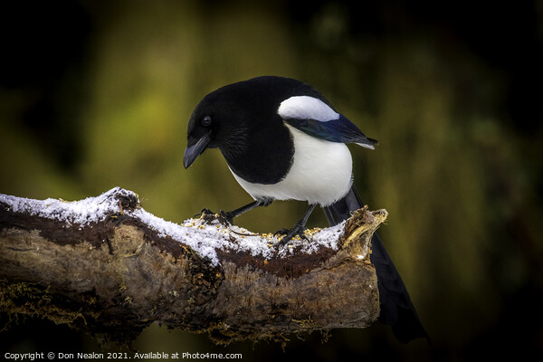 Mournful Magpie Perched in Nature Picture Board by Don Nealon