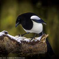 Buy canvas prints of Mournful Magpie Perched in Nature by Don Nealon