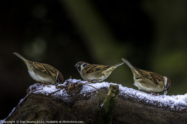 Three sparrows Picture Board by Don Nealon
