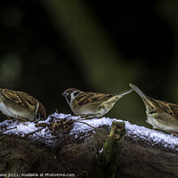 Buy canvas prints of Three sparrows by Don Nealon